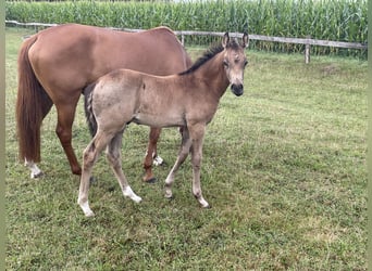 Deutsches Reitpony, Hengst, Fohlen (05/2025), Buckskin