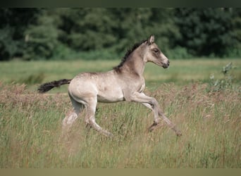 Deutsches Reitpony, Hengst, Fohlen (05/2024), Buckskin