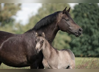 Deutsches Reitpony, Hengst, Fohlen (05/2024), Buckskin