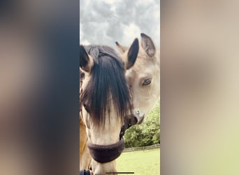 Deutsches Reitpony, Hengst, Fohlen (04/2023), Buckskin