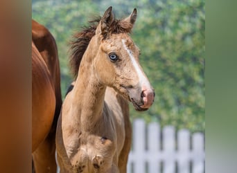 Deutsches Reitpony, Hengst, Fohlen (05/2026), Buckskin