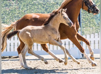 Deutsches Reitpony, Hengst, Fohlen (05/2026), Buckskin