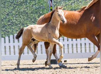 Deutsches Reitpony, Hengst, Fohlen (05/2026), Buckskin