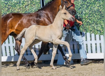Deutsches Reitpony, Hengst, Fohlen (06/2026), Buckskin