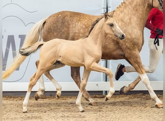 Deutsches Reitpony, Hengst, Fohlen (05/2024), Buckskin