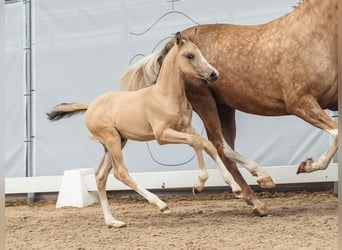 Deutsches Reitpony, Hengst, Fohlen (05/2024), Buckskin