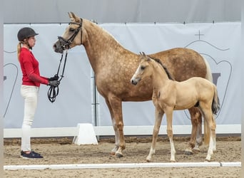 Deutsches Reitpony, Hengst, Fohlen (05/2024), Buckskin