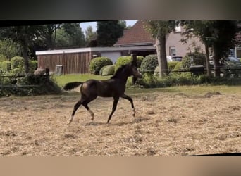 Deutsches Reitpony, Hengst, Fohlen (04/2026), Buckskin