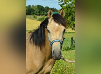 Deutsches Reitpony, Hengst, , Buckskin