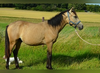 Deutsches Reitpony, Hengst, , Buckskin