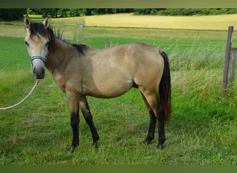 Deutsches Reitpony, Hengst, , Buckskin
