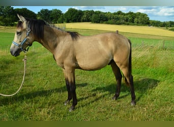 Deutsches Reitpony, Hengst, , Buckskin