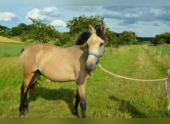 Deutsches Reitpony, Hengst, , Buckskin