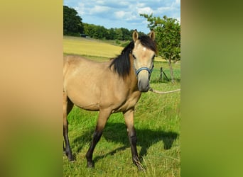 Deutsches Reitpony, Hengst, , Buckskin