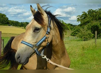 Deutsches Reitpony, Hengst, , Buckskin