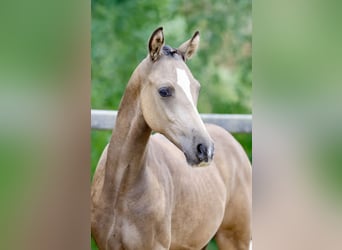 Deutsches Reitpony, Hengst, Fohlen (01/2026), Buckskin
