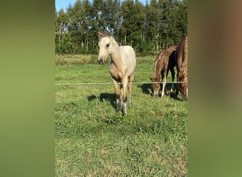 Deutsches Reitpony, Hengst, Fohlen (05/2025), Buckskin