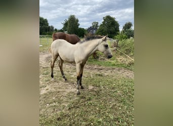 Deutsches Reitpony, Hengst, Fohlen (05/2025), Buckskin