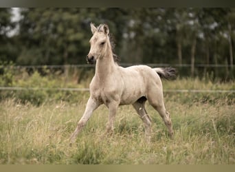 Deutsches Reitpony, Hengst, Fohlen (05/2025), Buckskin
