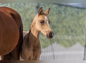 Deutsches Reitpony, Hengst, Fohlen (02/2026), Buckskin