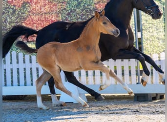Deutsches Reitpony, Hengst, Fohlen (03/2026), Buckskin