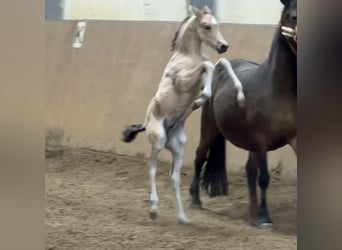 Deutsches Reitpony, Hengst, Fohlen (01/2026), Buckskin