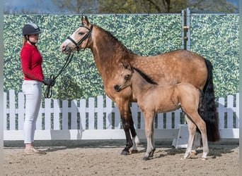 Deutsches Reitpony, Hengst, Fohlen (03/2026), Buckskin