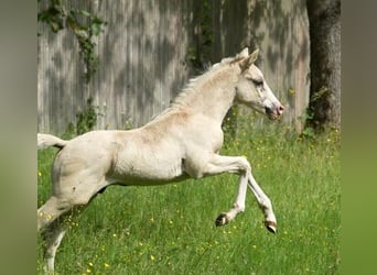 Deutsches Reitpony, Hengst, , Champagne