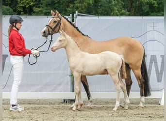 Deutsches Reitpony, Hengst, Fohlen (04/2024), Cremello