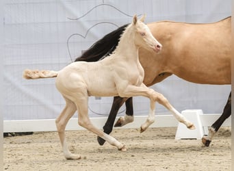 Deutsches Reitpony, Hengst, Fohlen (05/2024), Cremello