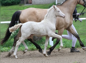 Deutsches Reitpony, Hengst, Fohlen (04/2024), Cremello