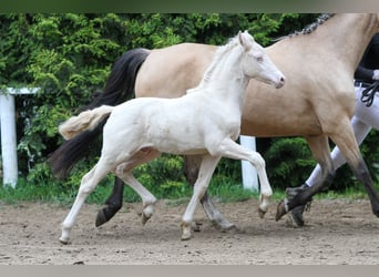 Deutsches Reitpony, Hengst, Fohlen (04/2024), Cremello