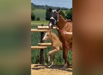 Deutsches Reitpony, Hengst, , Cremello
