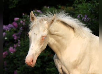 Deutsches Reitpony, Hengst, Fohlen (03/2026), Cremello
