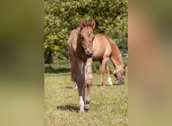 Deutsches Reitpony, Hengst, Fohlen (05/2026)