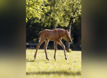 Deutsches Reitpony, Hengst, Fohlen (05/2026)