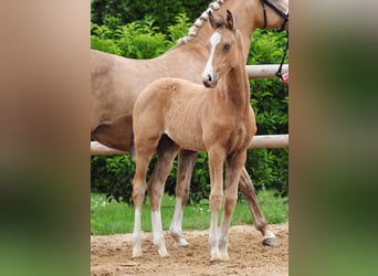 Deutsches Reitpony, Hengst, Fohlen (03/2026)