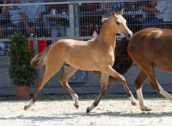 Deutsches Reitpony, Hengst, Fohlen (04/2024)