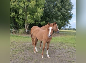 Deutsches Reitpony, Hengst, Fohlen (01/2026)