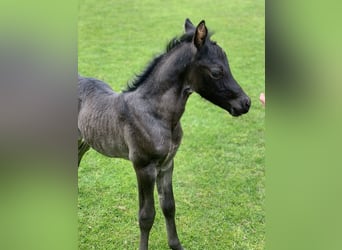 Deutsches Reitpony, Hengst, Fohlen (05/2026)