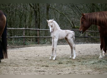Deutsches Reitpony, Hengst, Fohlen (03/2026)