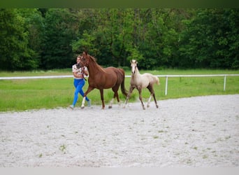 Deutsches Reitpony, Hengst, Fohlen (03/2026)