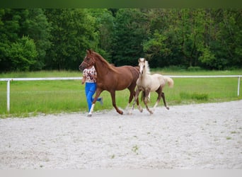 Deutsches Reitpony, Hengst, Fohlen (03/2026)