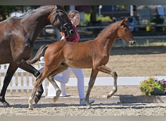 Deutsches Reitpony, Hengst, Fohlen (05/2026)