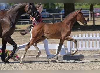 Deutsches Reitpony, Hengst, Fohlen (05/2026)
