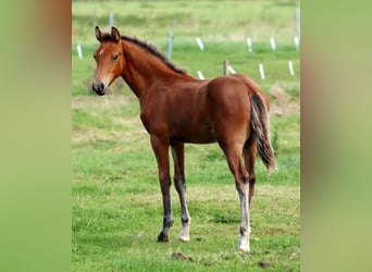 Deutsches Reitpony, Hengst, Fohlen (04/2026)