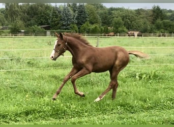 Deutsches Reitpony, Hengst, Fohlen (05/2023)