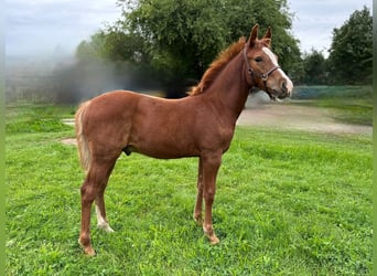 Deutsches Reitpony, Hengst, Fohlen (05/2023)