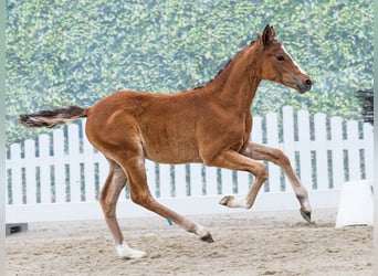 Deutsches Reitpony, Hengst, Fohlen (03/2026), Dunkelbrauner