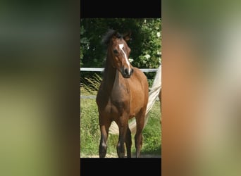 Deutsches Reitpony, Hengst, , Dunkelbrauner